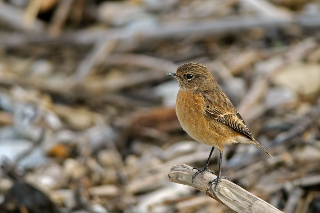 Saltimpalo (Saxixola torquata)